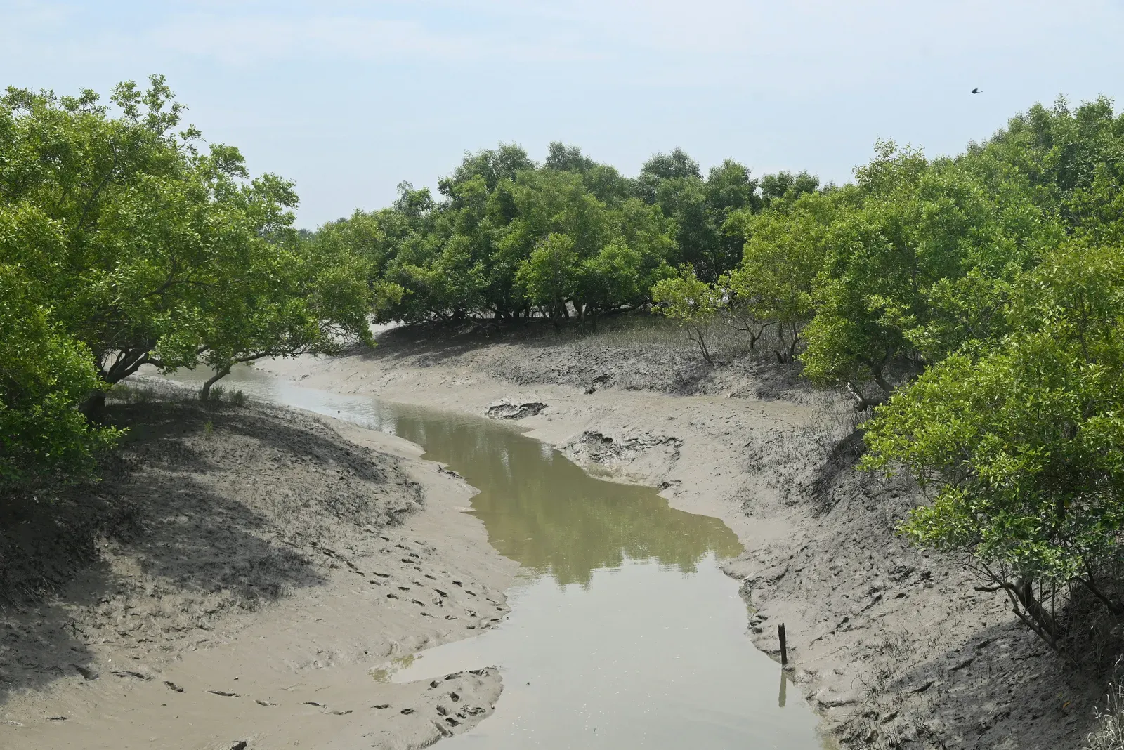 Tidal mudflat creek winding through Sundarban mangrove trees