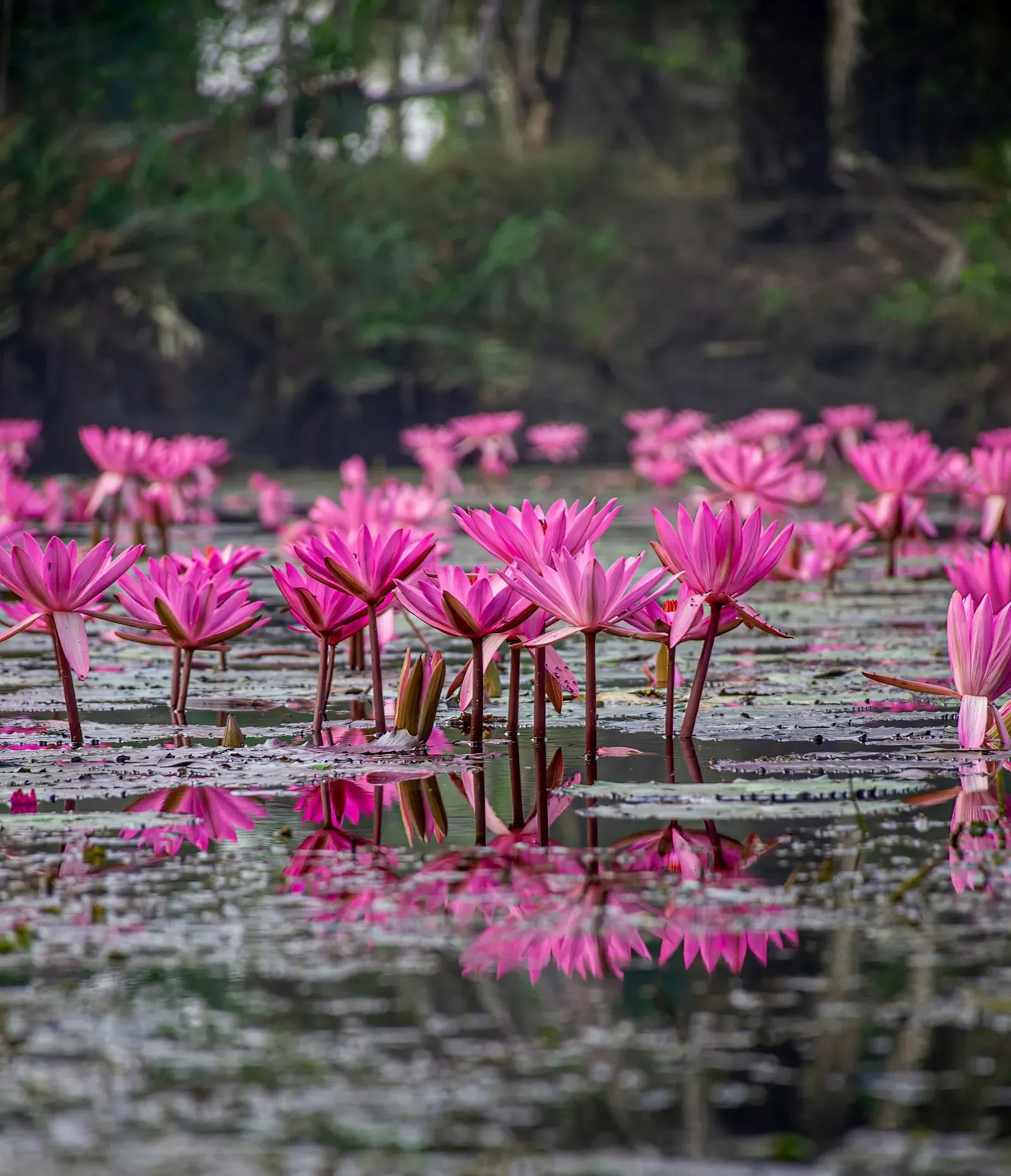 Vibrant pink water lilies blooming in a Sundarban pond