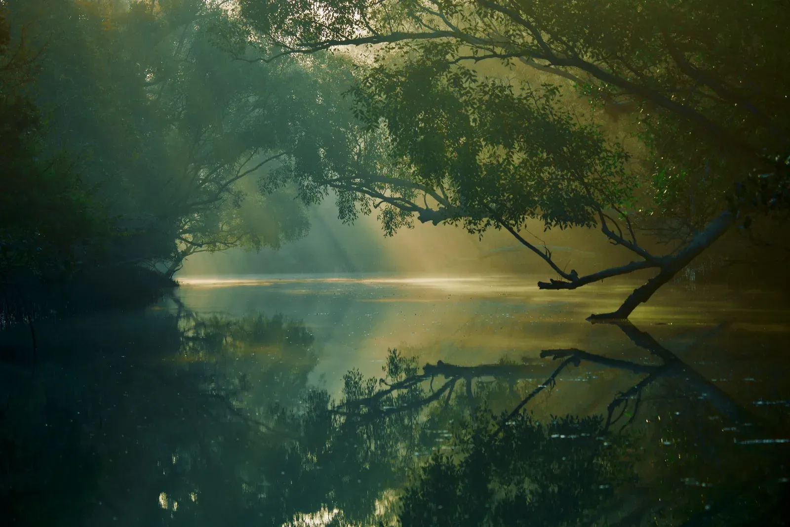 Golden sunlight filtering through mangrove canopy over a serene Sundarban river