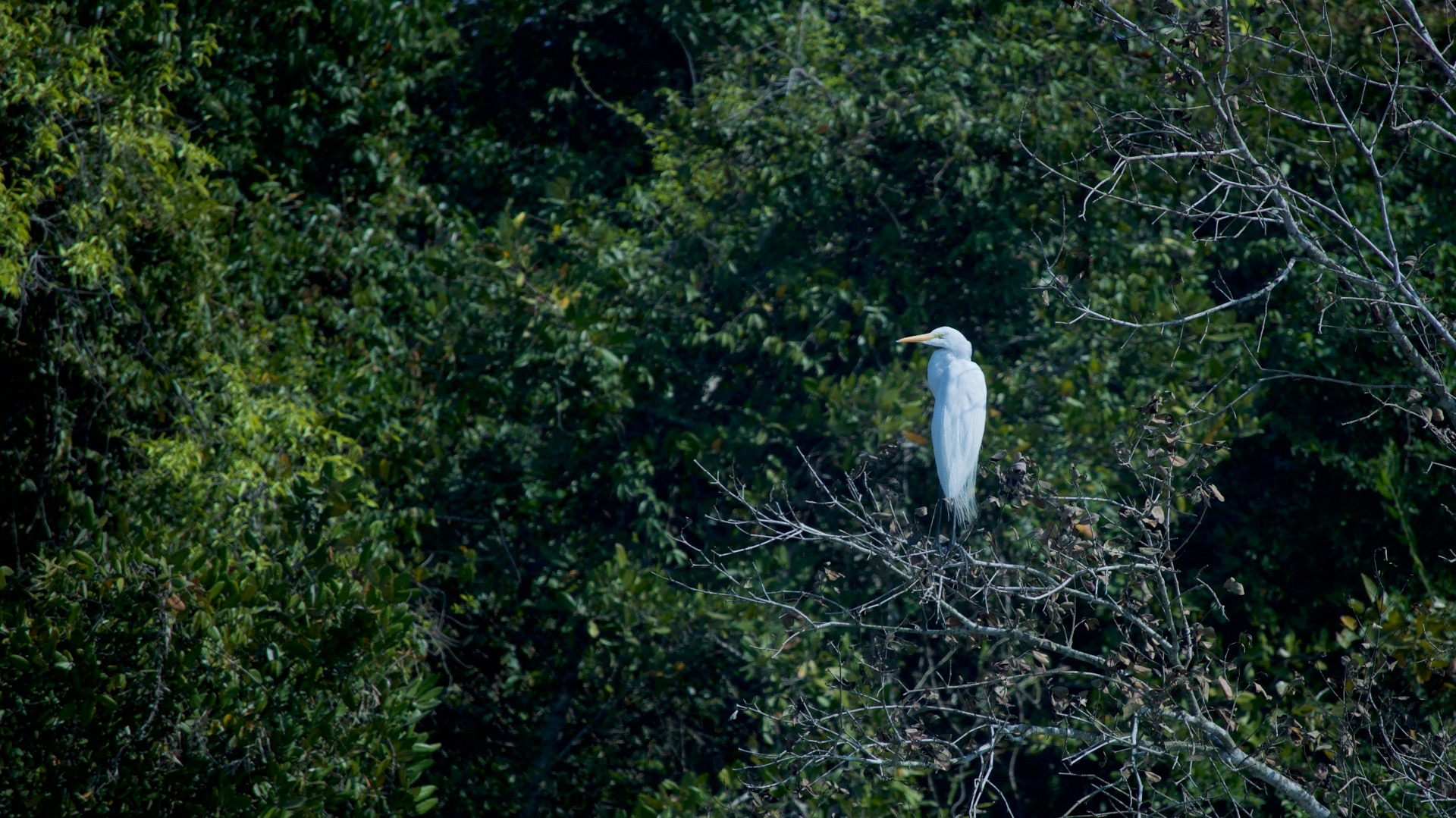 White egret perched on mangrove branches in the Sundarban forest