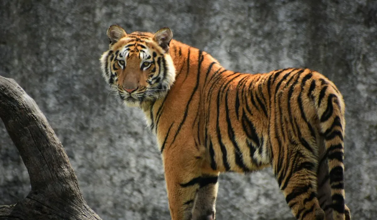 Royal Bengal Tiger Safari