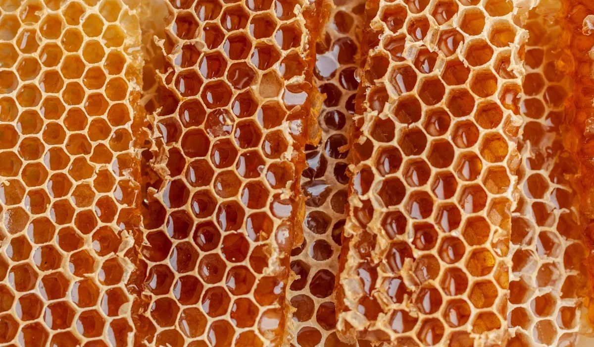 Sundarban Honey Collection Tour