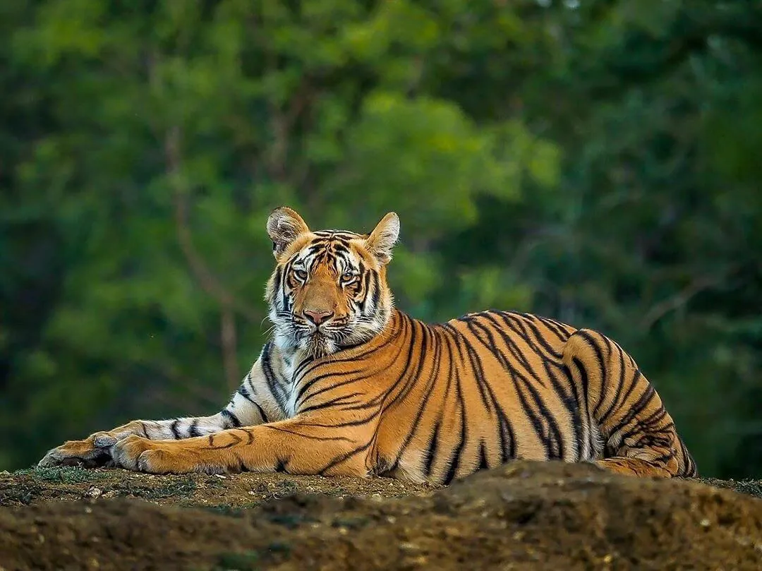 Royal Bengal Tiger in the Sundarban mangrove forest during a wildlife safari in Bangladesh